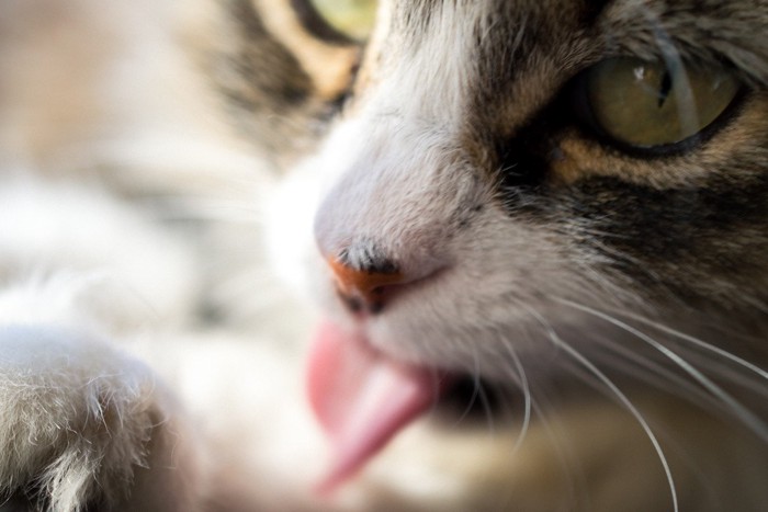 猫の舌のアップ