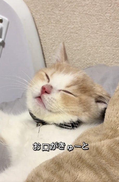 布団をかぶって寝ている薄茶ハチワレの猫