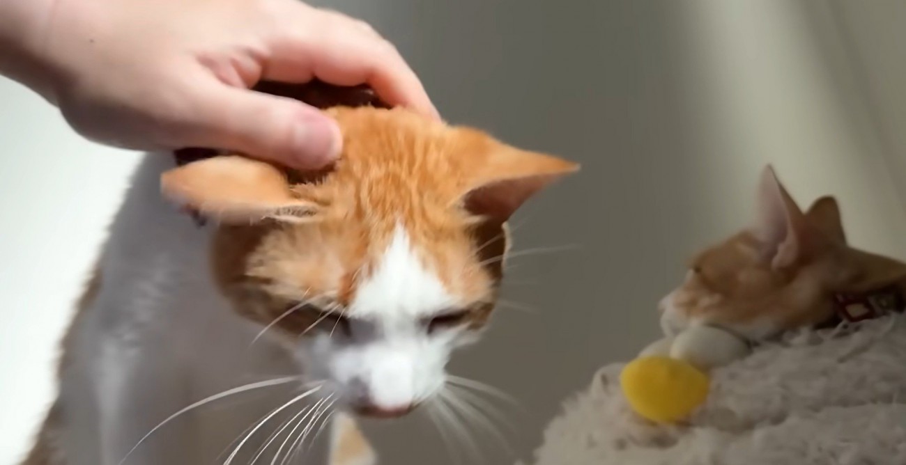 人に撫でられている猫