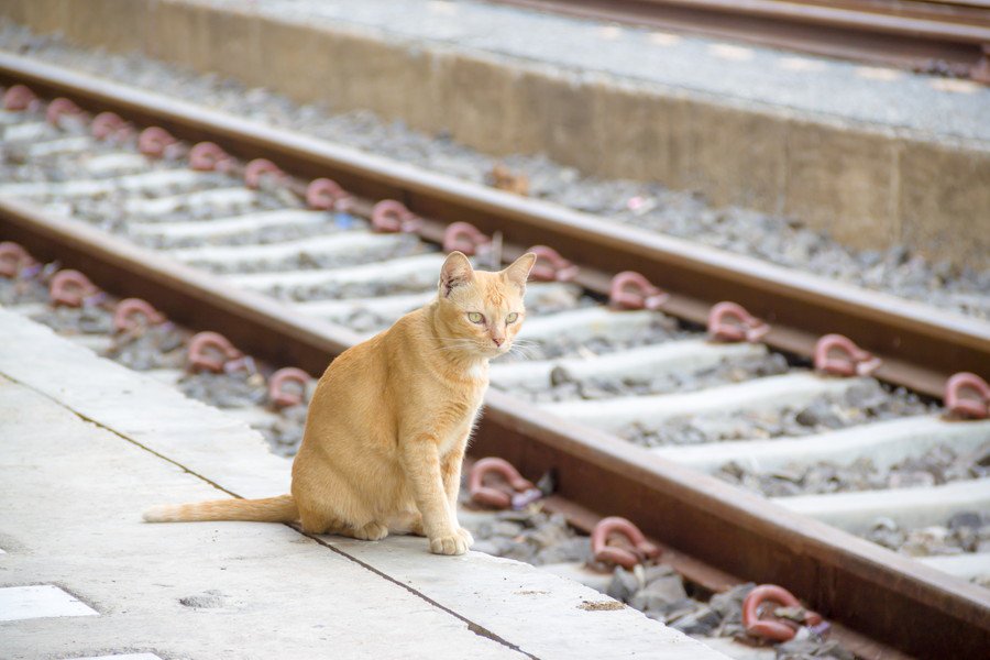 線路近くにたたずむ茶トラ猫