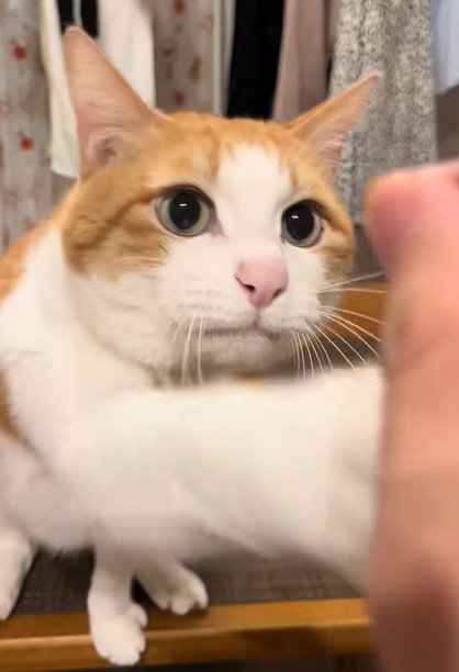 右手を伸ばす猫