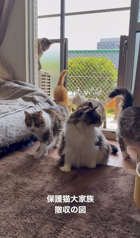 掃き出し窓から室内に入ってくる猫たち