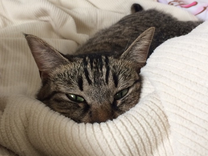 ツチノコに見える猫