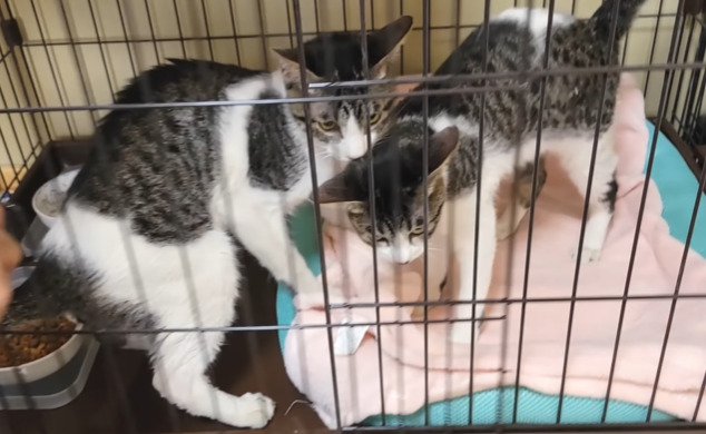 ケージ内にいる2匹の子猫