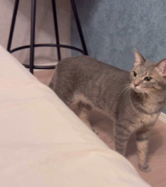 向こうを見つめる猫