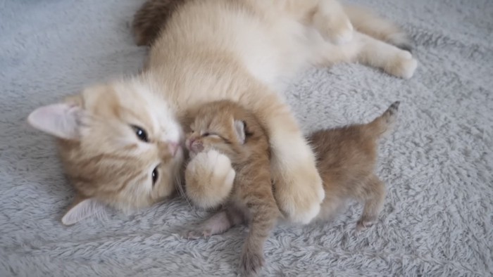 子猫に抱きつく子猫の写真