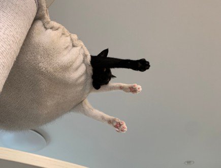 ハンモックから突き出る猫の脚を下から見た風景