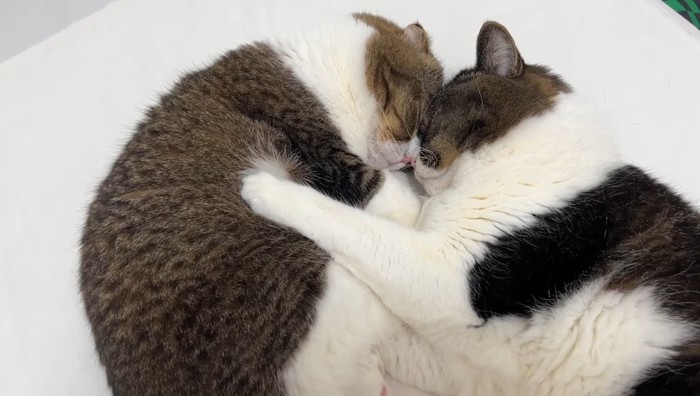 オデコをくっつけて