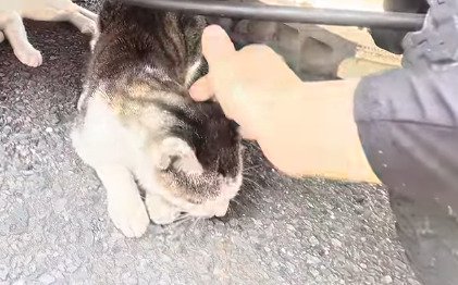 撫でられる猫