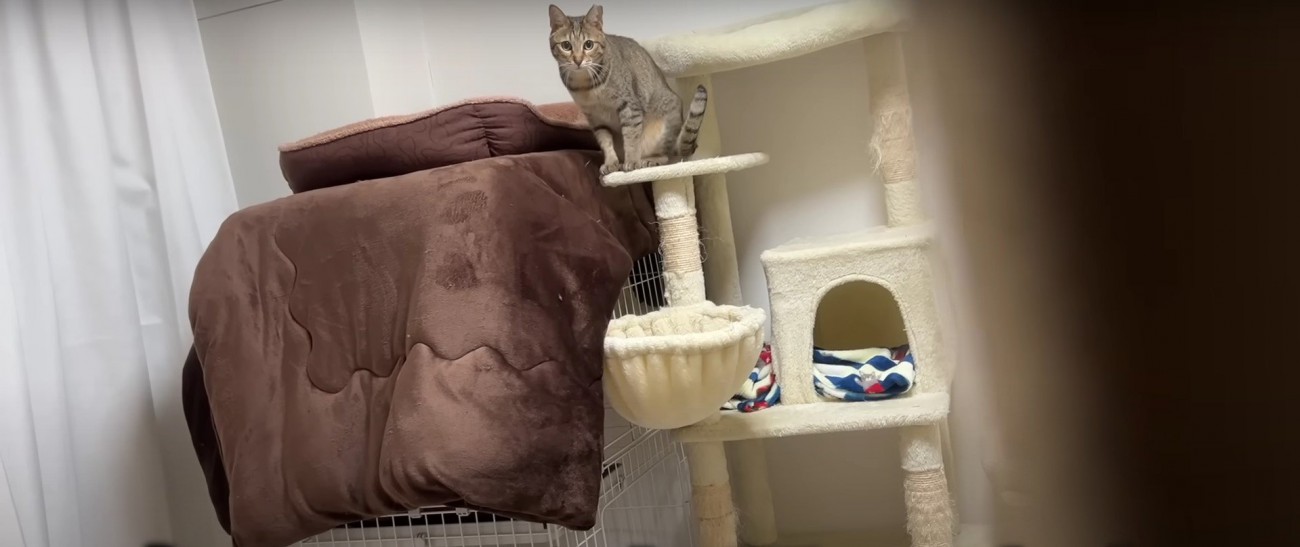 カーテンの方を見ている猫