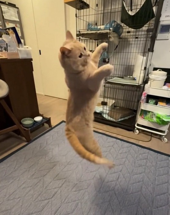 ジャンプする桐くん