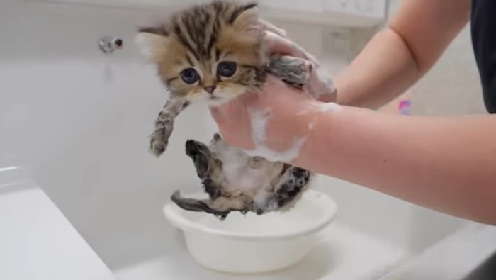 泡で洗われる茶子猫