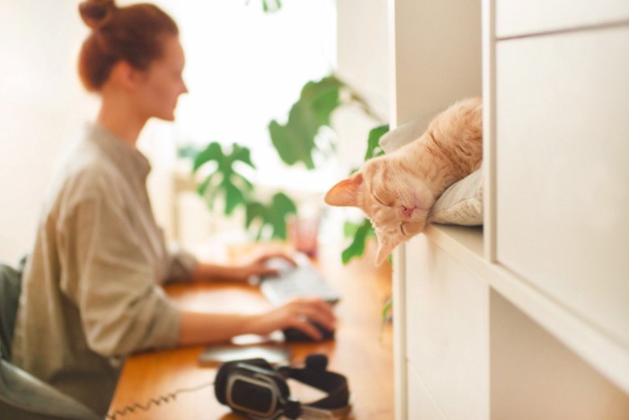 在宅ワークと猫