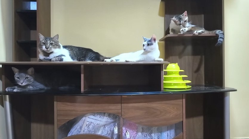 棚でくつろぐ4匹の猫