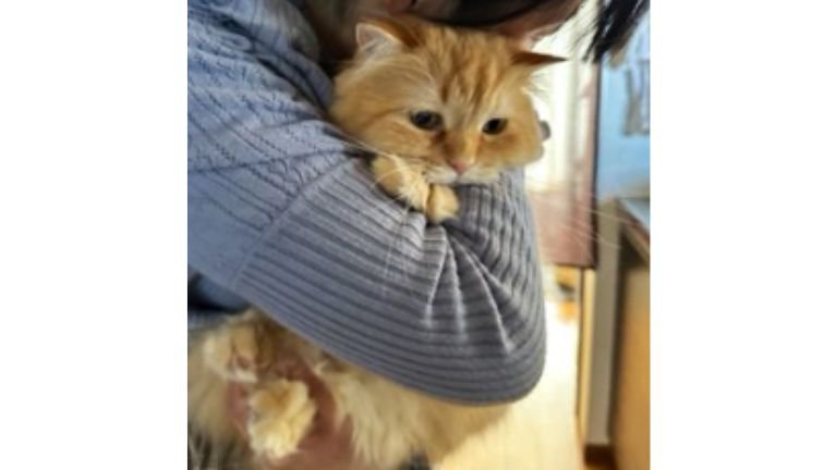 抱かれている猫