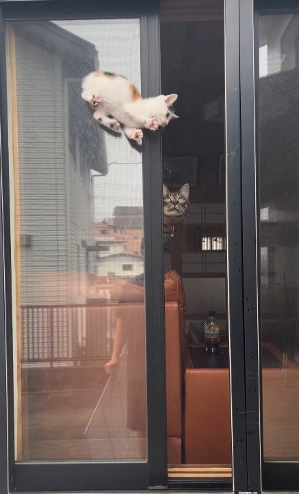窓の隙間の子猫と見守る猫