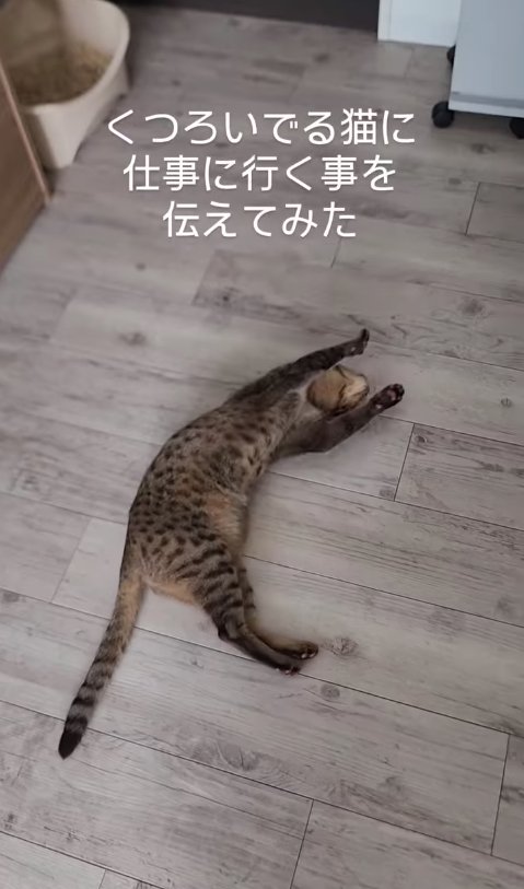 フローリングの上で伸びている猫