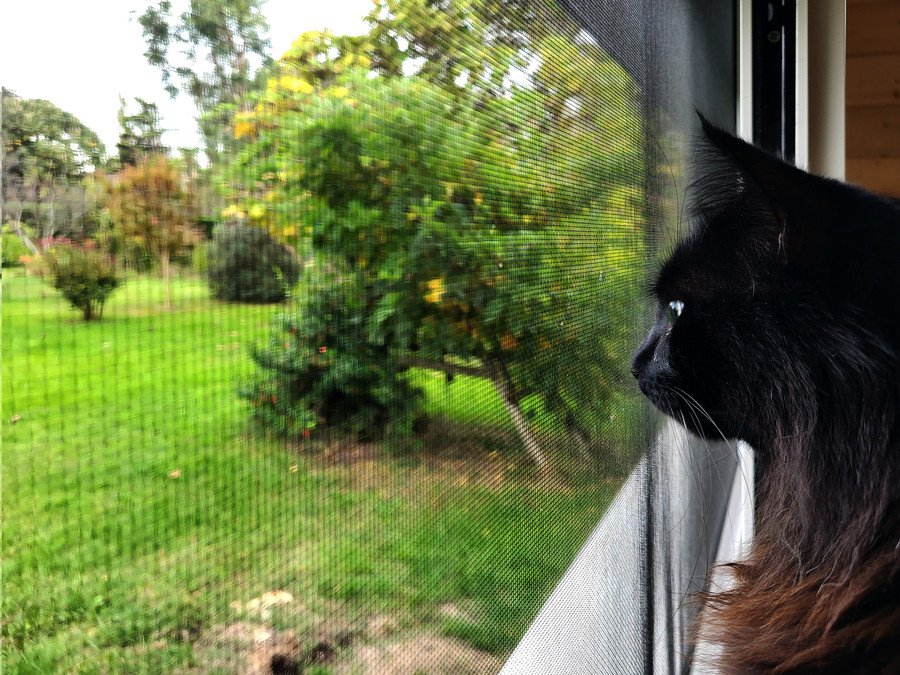 キャティオから庭をながめる猫