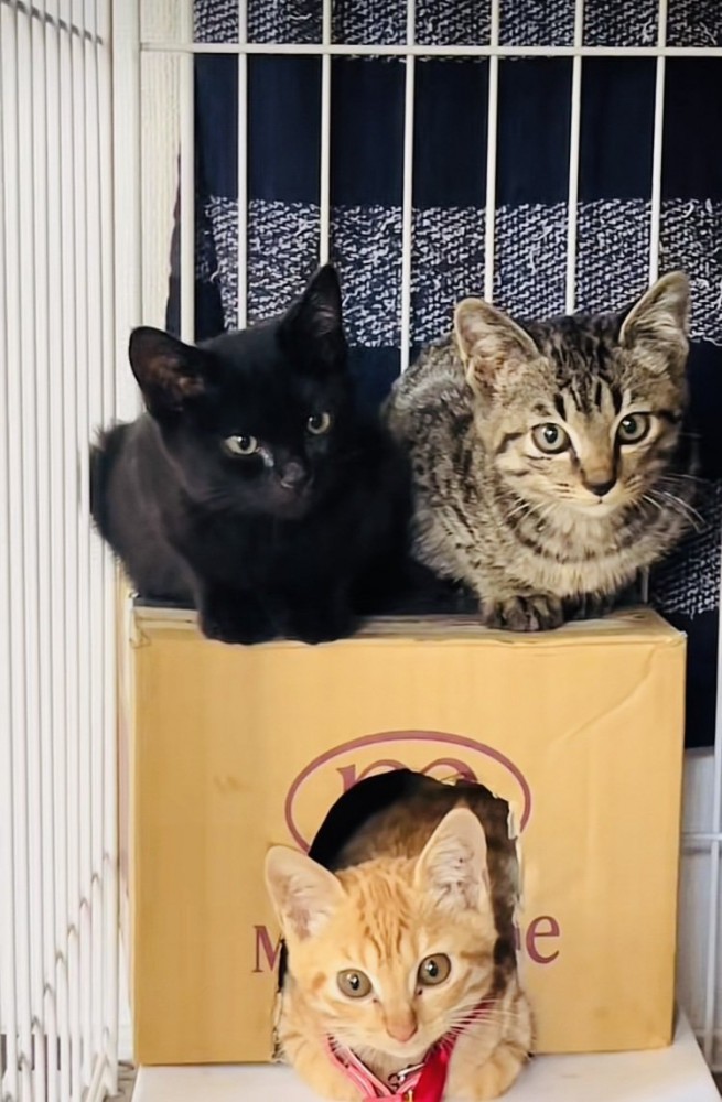 ケージの中の3匹の子猫