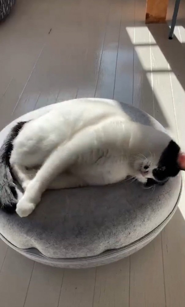 寝そべるらんちゃん