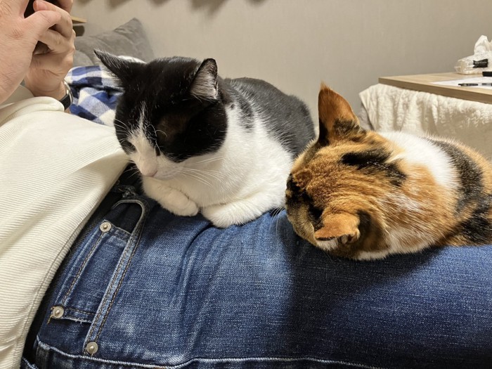 ご主人の上に座る猫