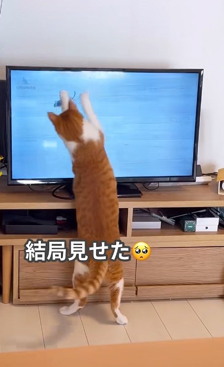 猫用動画で遊ぶ猫
