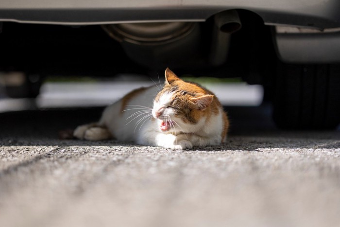 車の下で日向ぼっこしている三毛猫