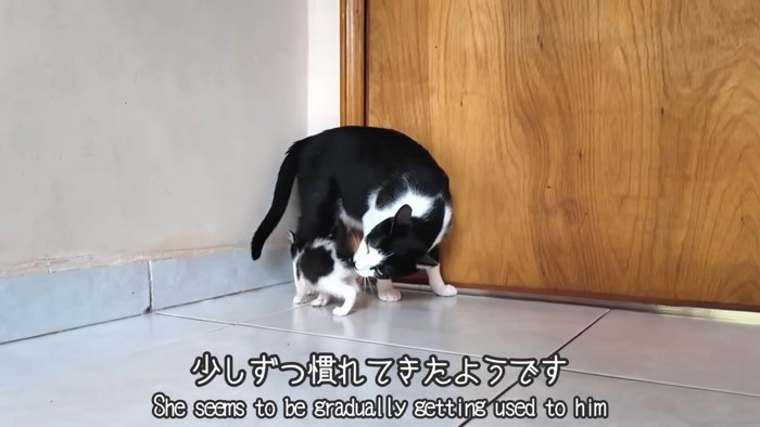 テロップ「少しずつ慣れてきたようです」