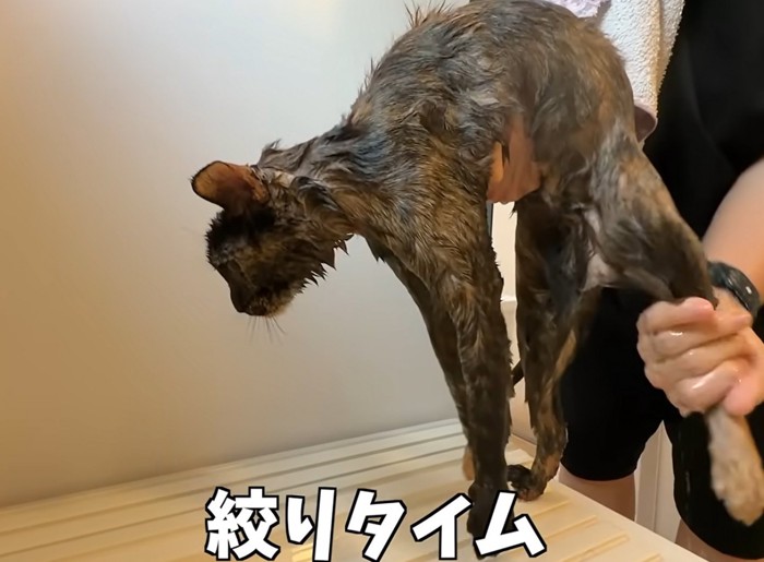 お風呂場で持ち上げられる猫(絞りタイム)