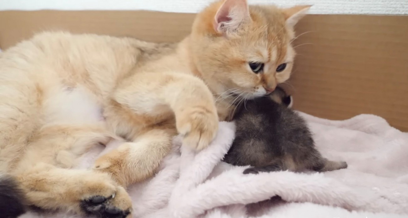 動く子猫を確認する母猫