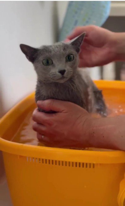 お風呂に入っている猫