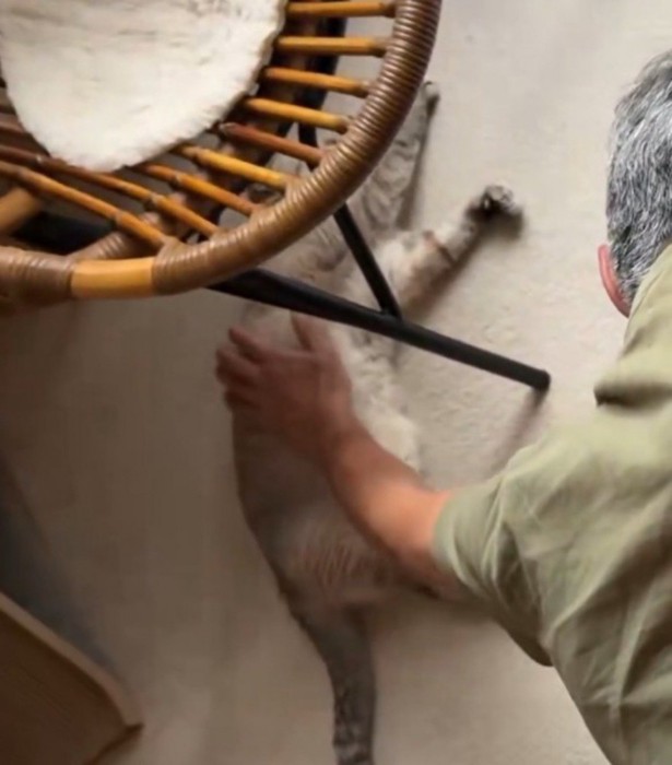寝そべっているシャムトラ猫を優しく撫でる男性