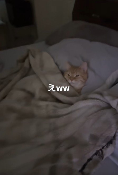 布団に入った猫