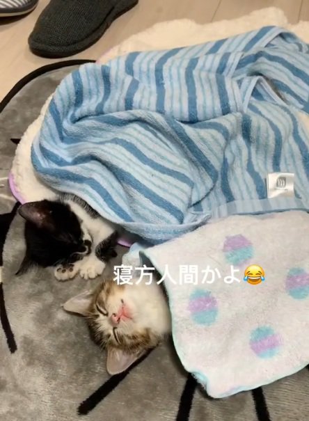 お布団をかけて寝ているキジ白の子猫と白黒の子猫