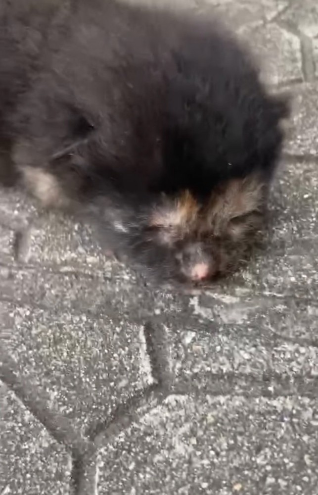 道路に落ちていた小梅ちゃん