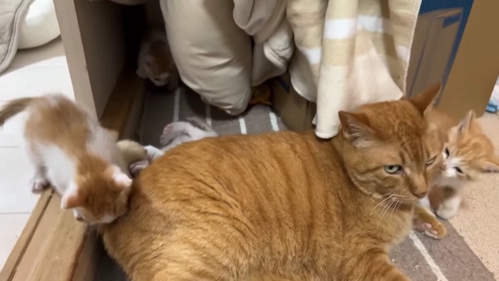 子猫にじゃれられる成猫