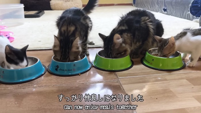 ごはんを食べる4匹の猫