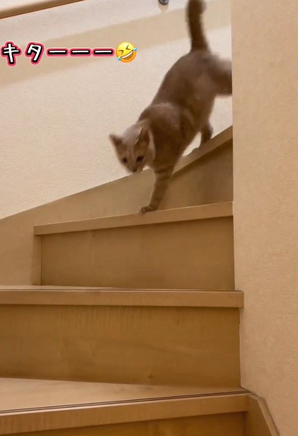 階段を勢いよく下りる猫