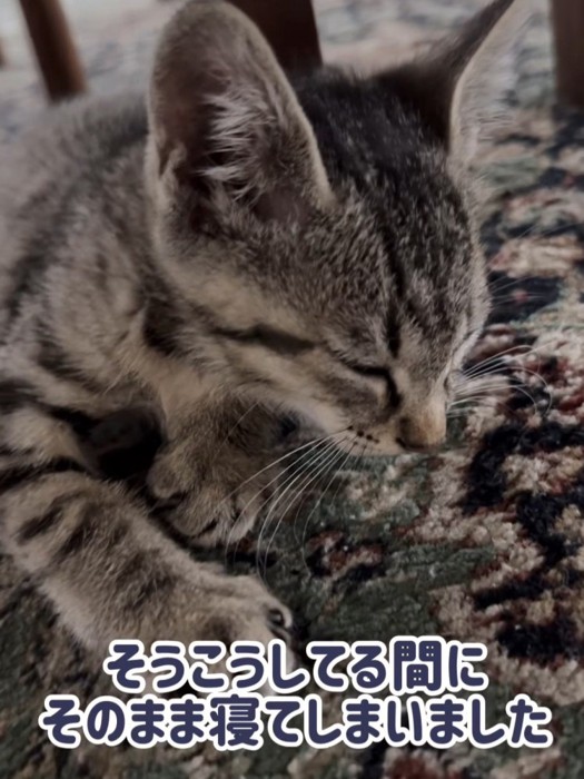 寝ている子猫