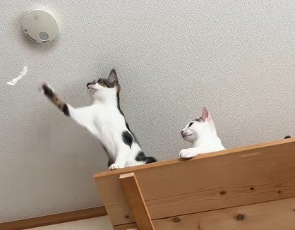 紐に届かない猫