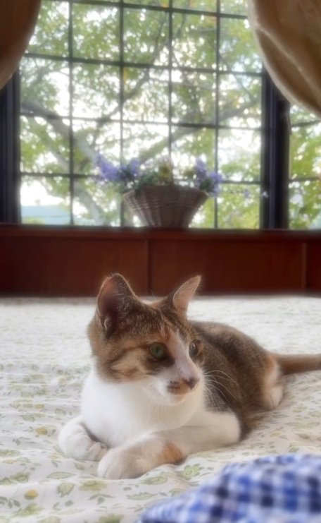 ベッドの上で伏せている猫