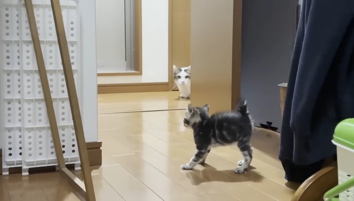 子猫と豆大福くん