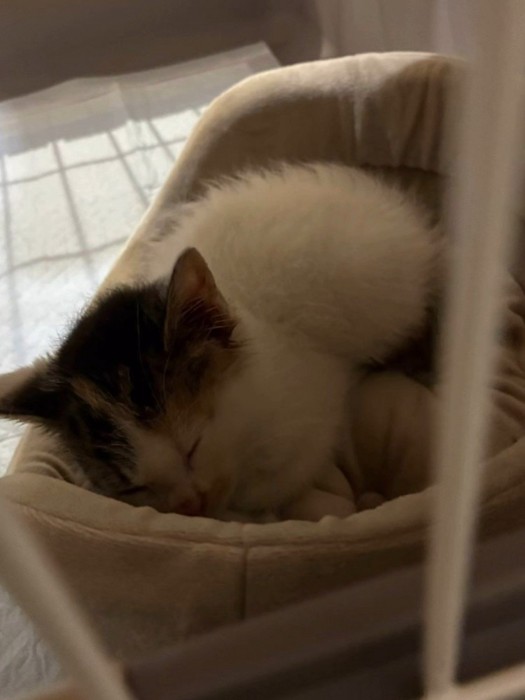 寝ている子猫