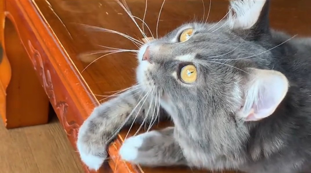 上を向くねくろくん