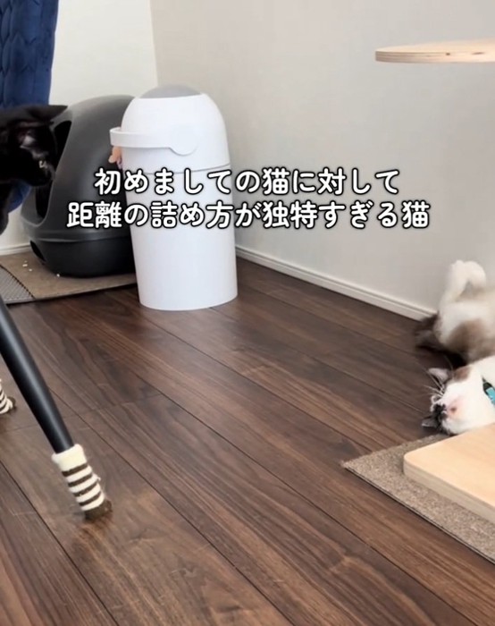 見合う2匹の猫