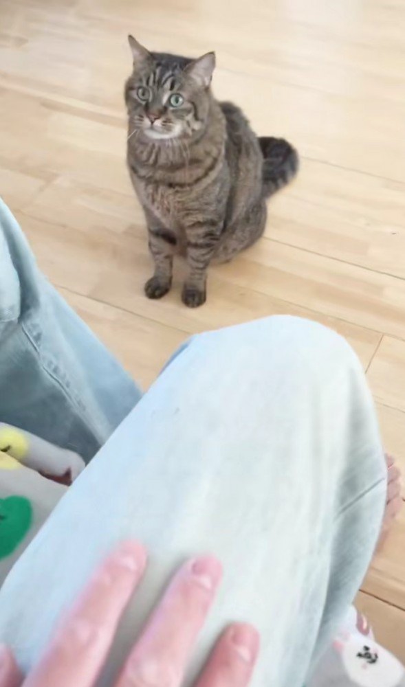 座って猫を呼ぶ男性