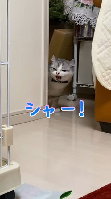 威嚇する猫