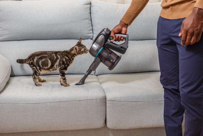 掃除機を嗅ぐ猫