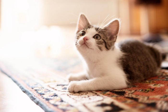 子猫