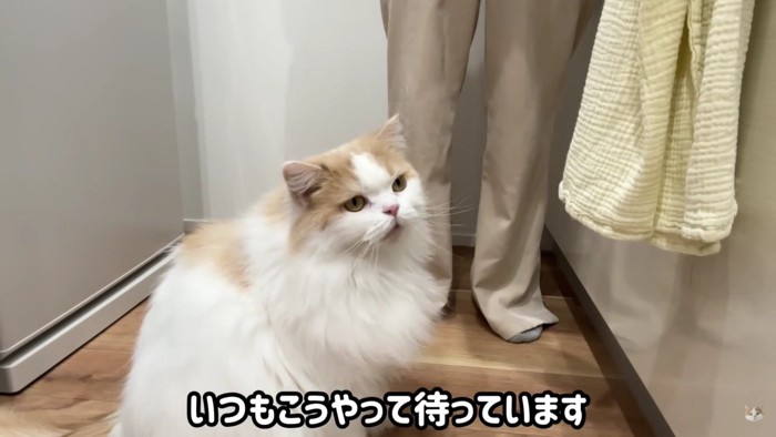人の足元にいる猫